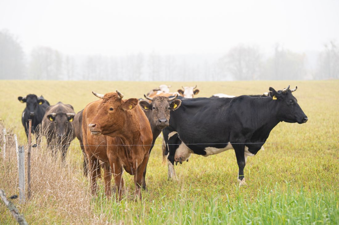 Ubezpieczenia jako element zarządzania ryzykiem w gospodarstwie rolnym